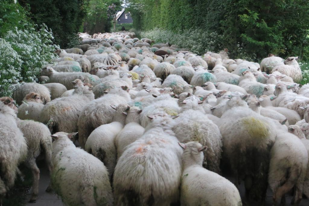 Boerderijcamping Plantlust Veere Pokój zdjęcie