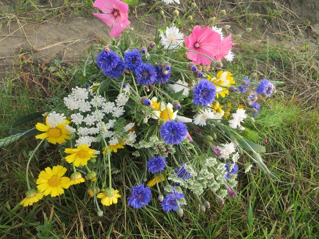 Boerderijcamping Plantlust Veere Pokój zdjęcie